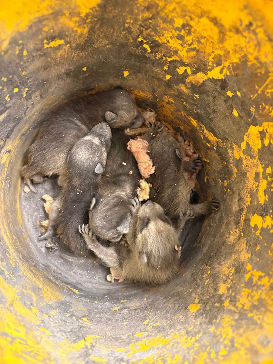 Baby rodents huddled in a yellow pipe or drain opening