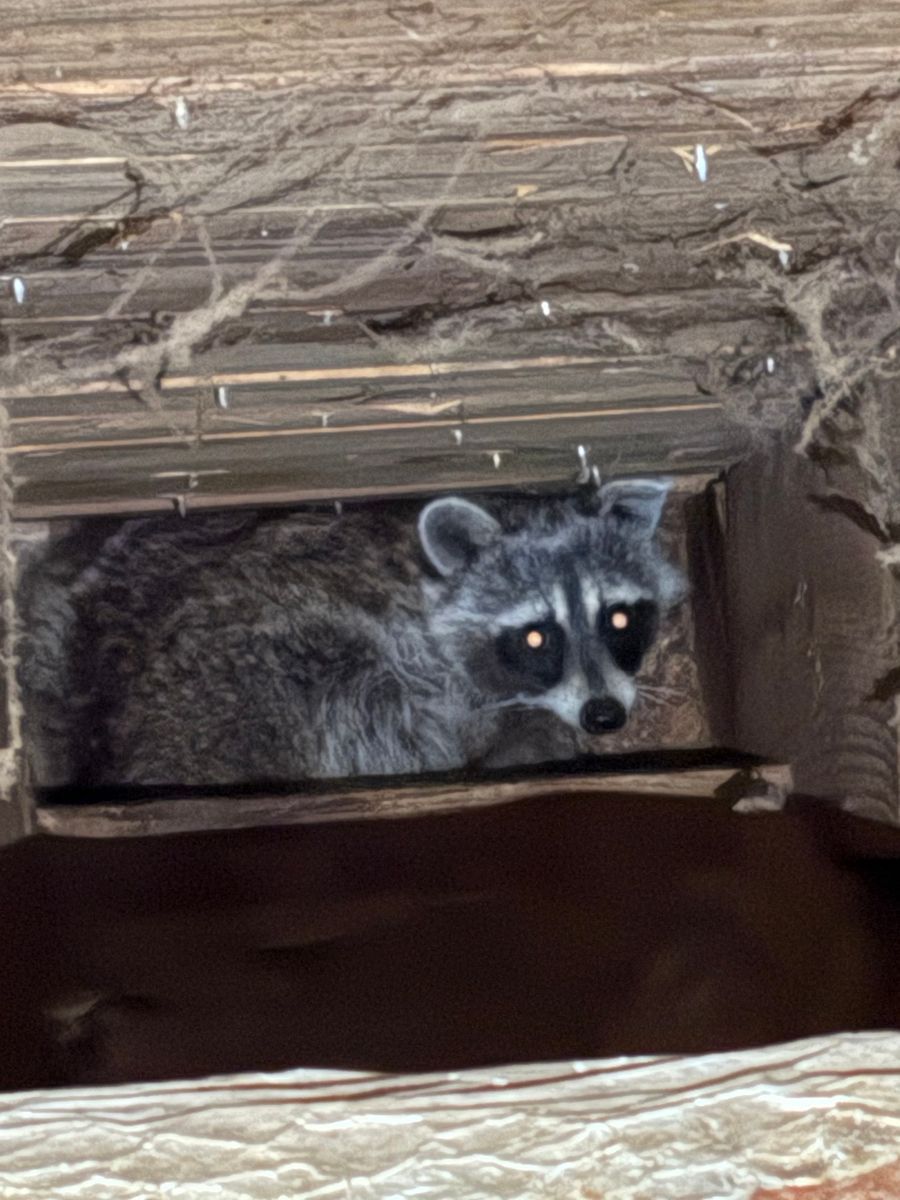 Raccoon peeking from a wooden opening, eyes reflecting light in a rustic setting
