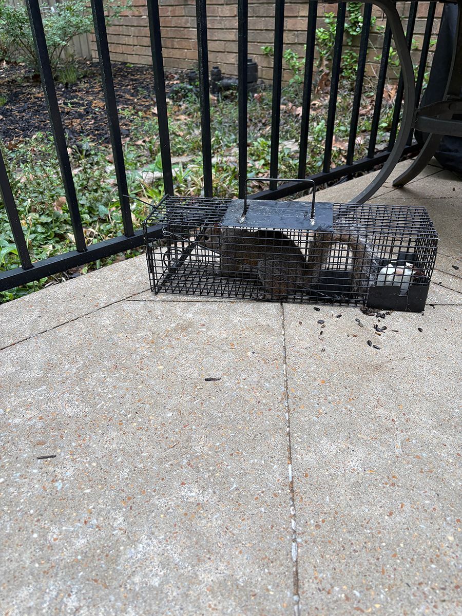 Small black wire cage trap lying on a concrete patio near a black metal railing.