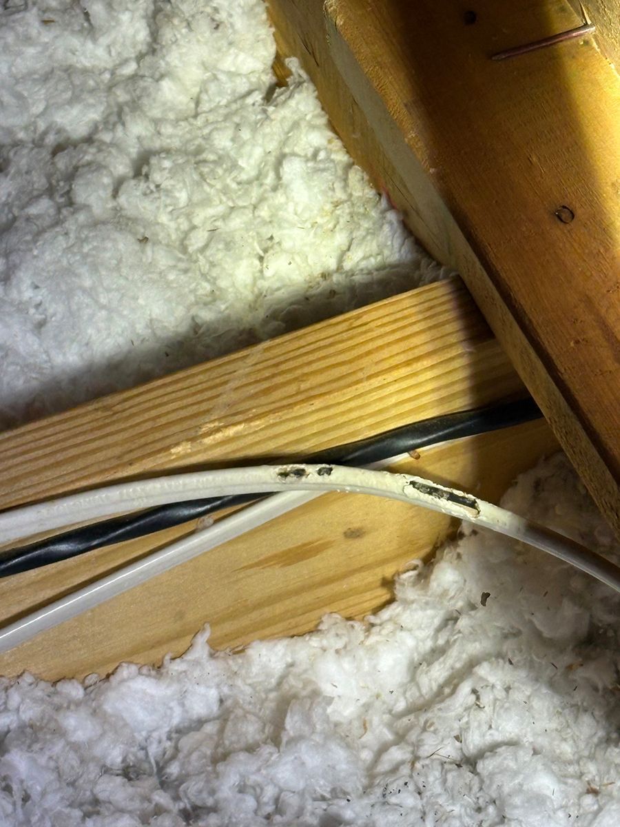 Insulation and wooden rafters in an attic with black and white cables running across a joist