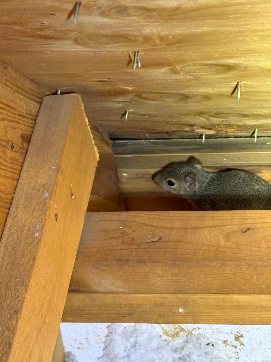 Small gray rodent peeking from a wooden beam inside an attic