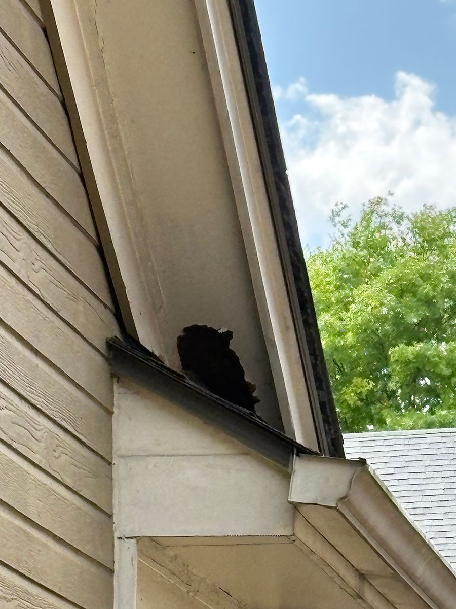 Black bird perched in a roof eave above a house exterior