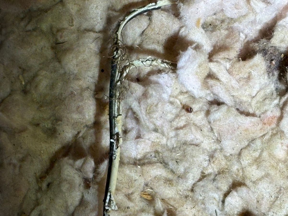 Close-up of a narrow twig against a beige, textured surface