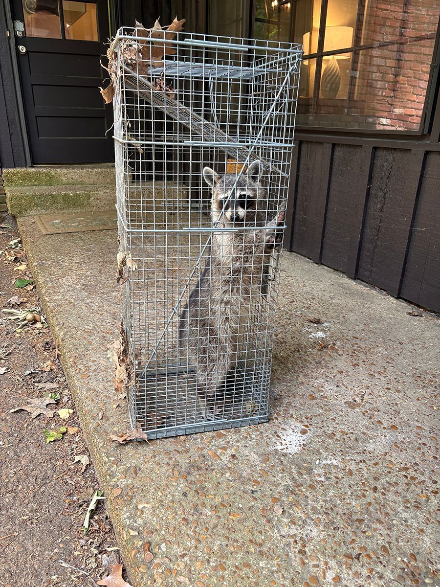 Gray cat trapped in a wire cage outside a house, standing on a concrete path.
