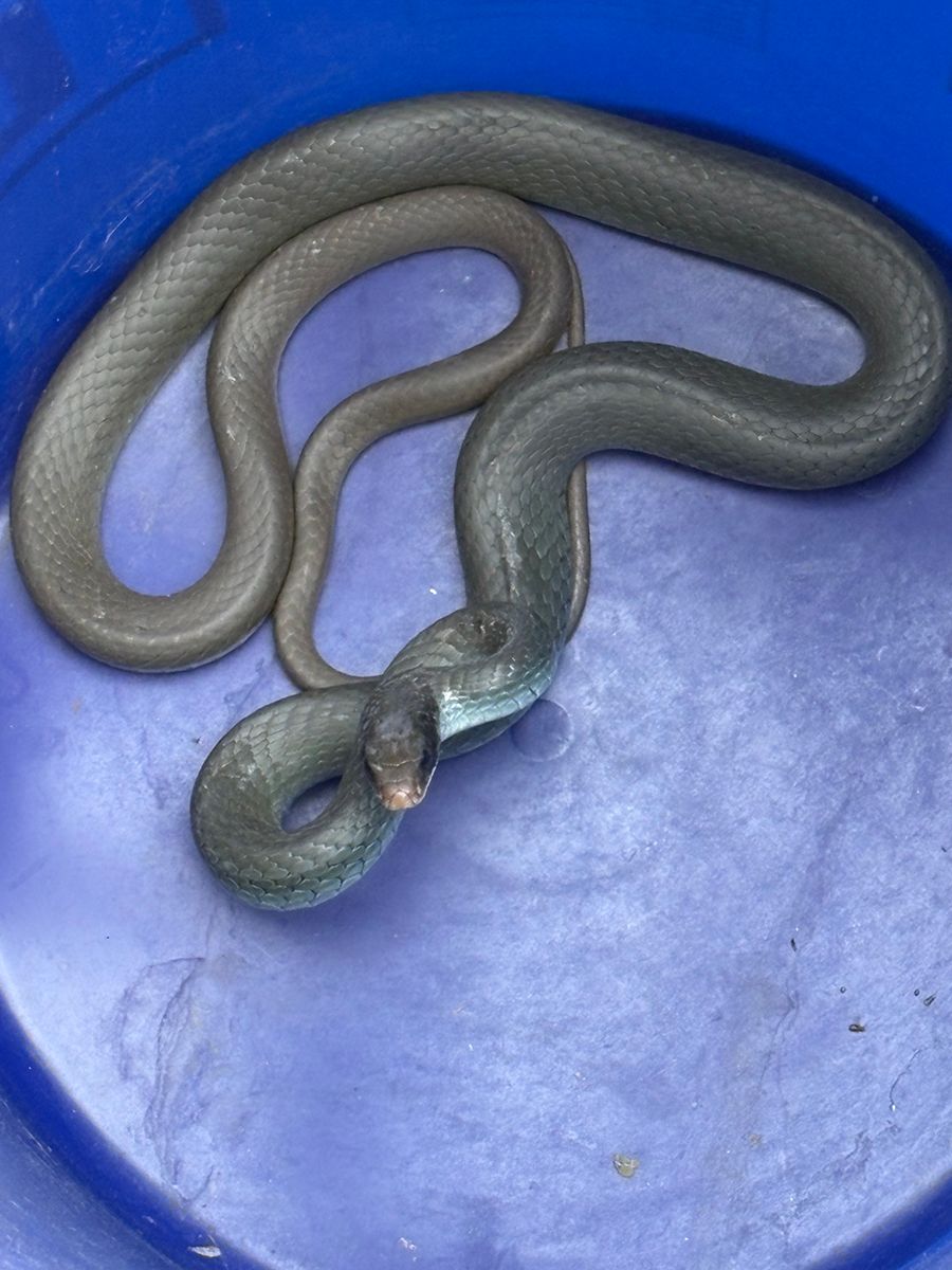 Two gray snakes coiled together on a blue surface, one with its mouth open exposing a pink interior