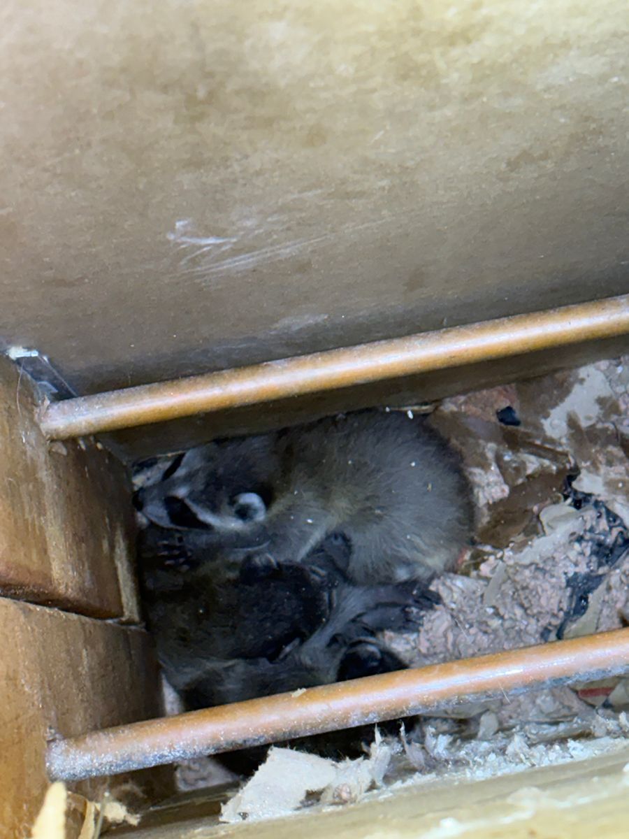 Two rabbits huddled in a wooden hutch under straw bedding