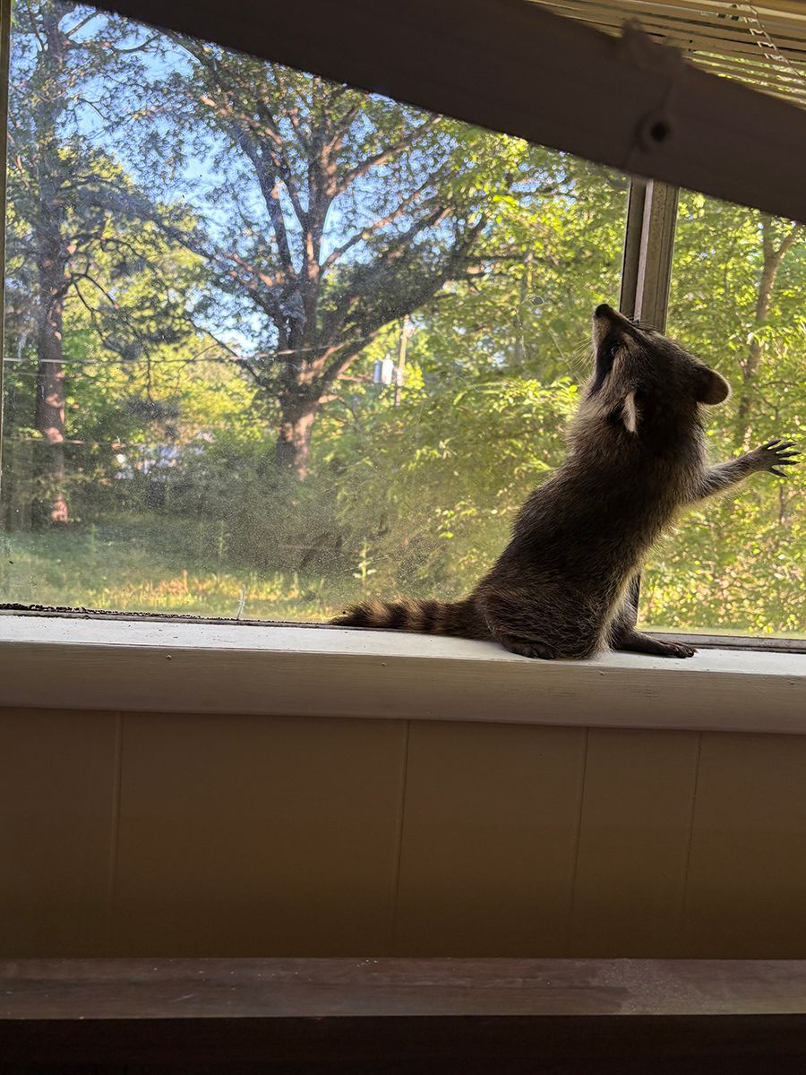 Raccoon perched on a windowsill, reaching up toward a screen with trees visible outside.
