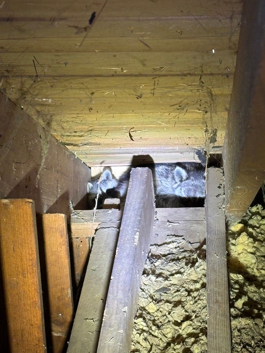 Attic crawlspace with wooden beams, insulation, and a small opening to the outside.