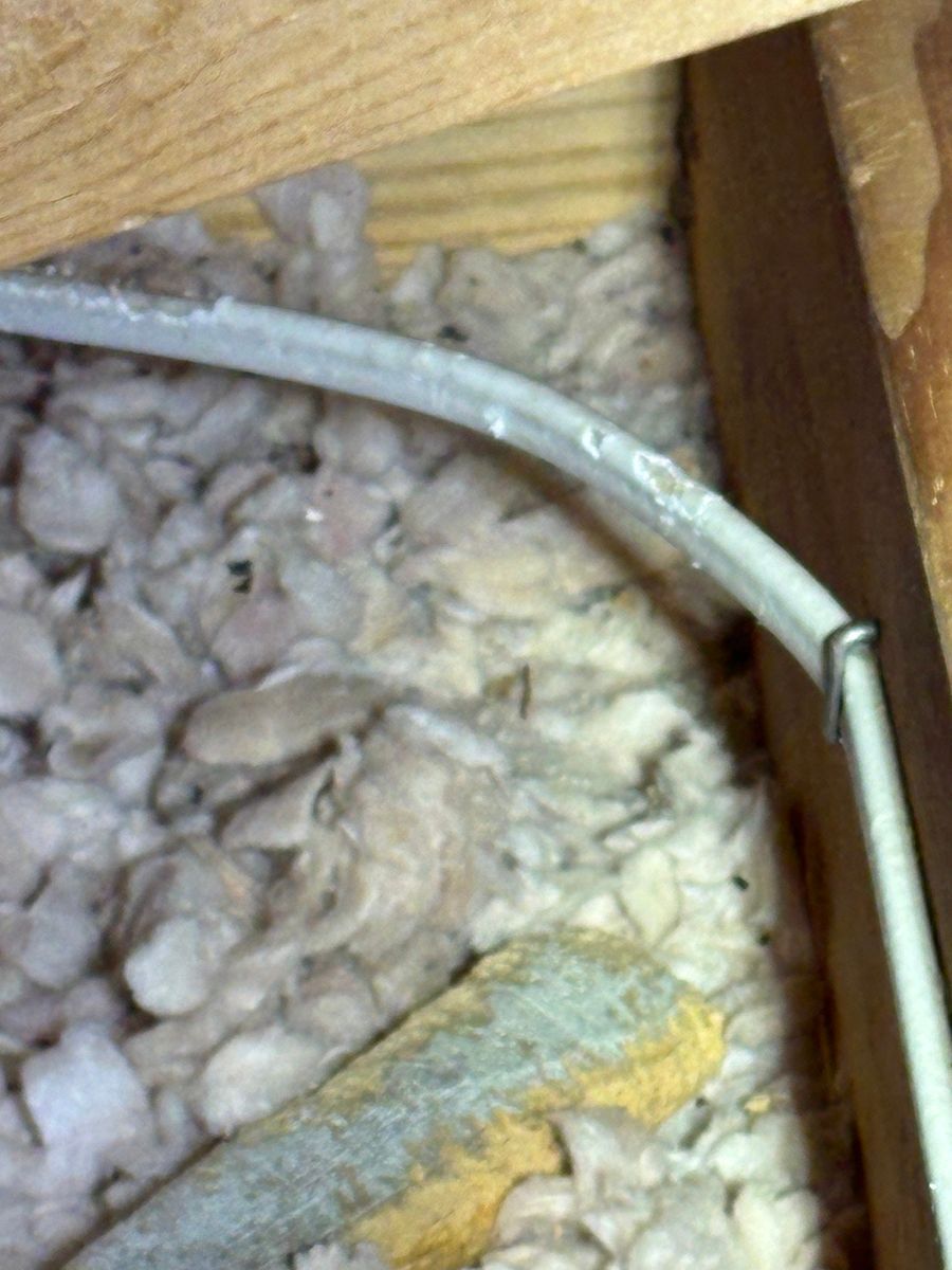 Close-up of a small rodent nestled in bedding inside a cage, with a water tube nearby