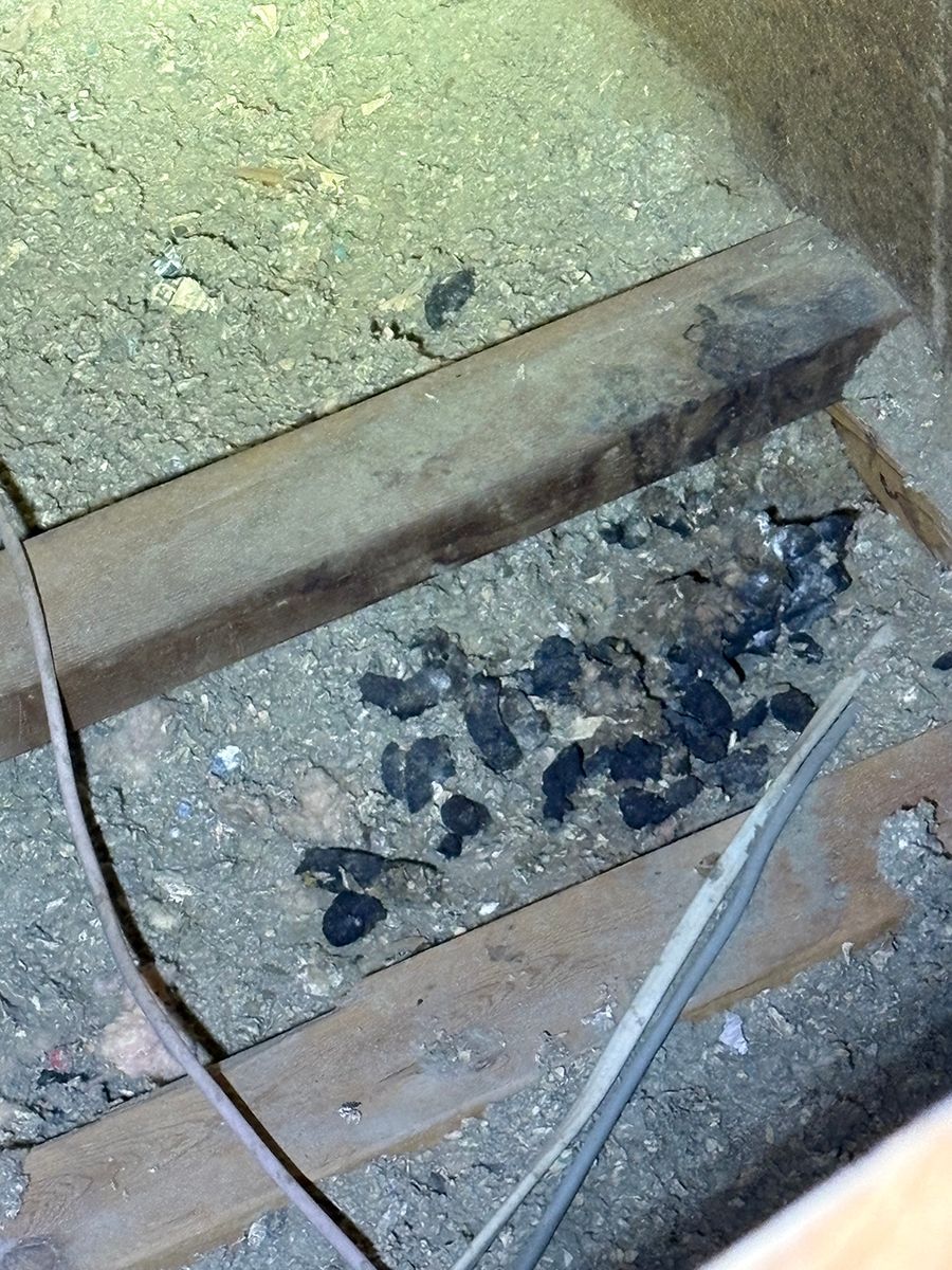 Small black insects clustered in a wooden trap on rough concrete floor