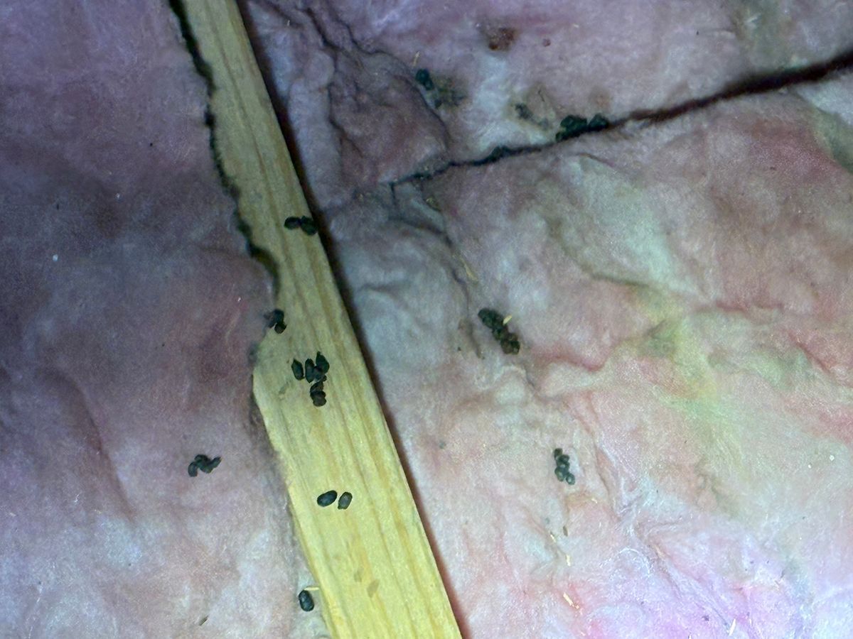 Dark bed bug insects on a yellow wooden slat against wrinkled pink bedding