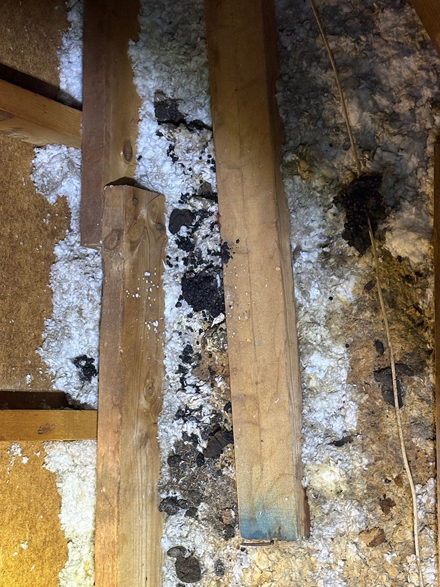 Rotted wooden beams with white mold and dark damp stains on an interior surface