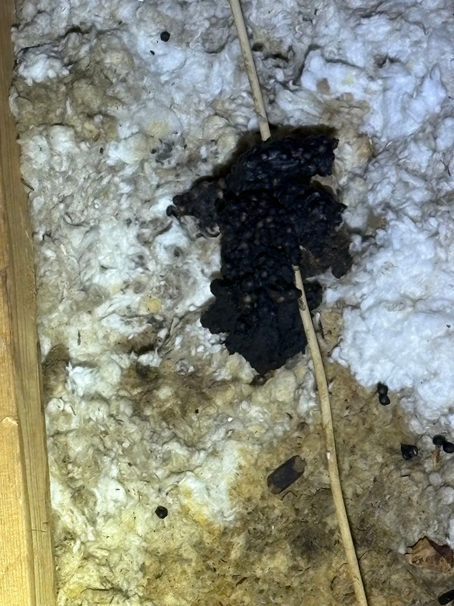Black insect on rough white and yellow surface with a thin straw across it