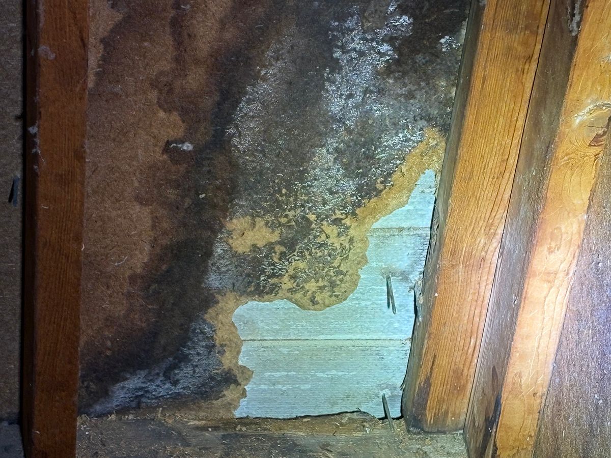 Damaged wall with peeling dark plaster exposing blue insulation between wooden studs