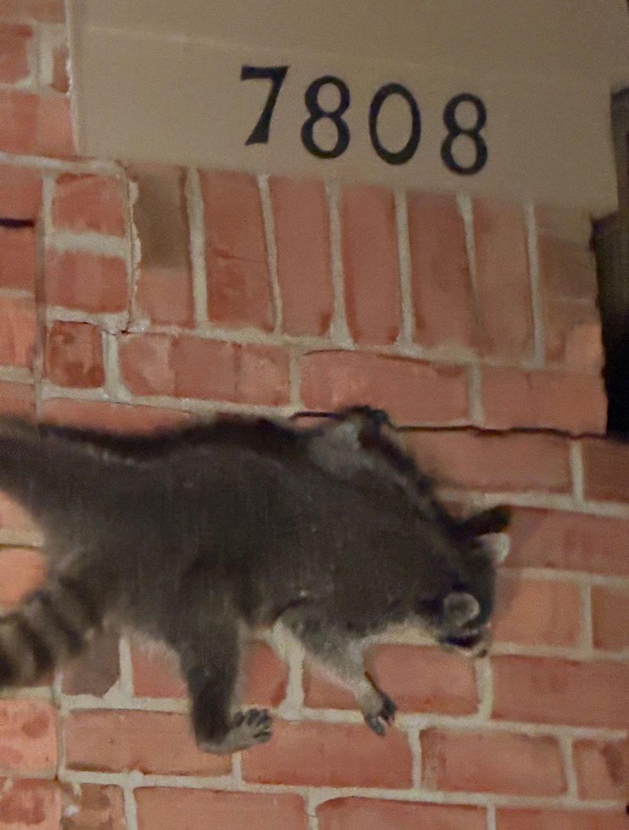 Raccoon walking along a brick wall under house number 7808