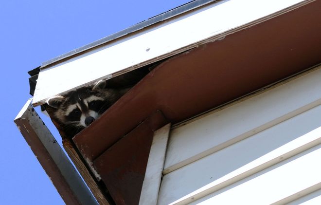 Raccoon peeking from under a house roof against a blue sky