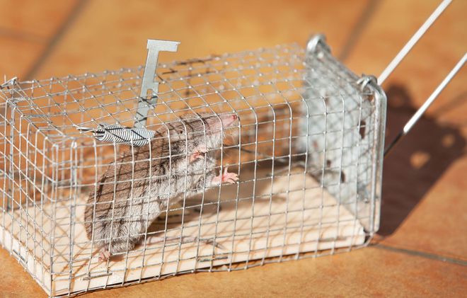 Small wire live trap cage on a tiled floor with a trapped rodent inside