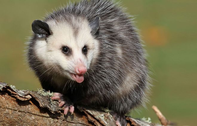Opossum perched on a tree branch, showing its white face and open mouth.
