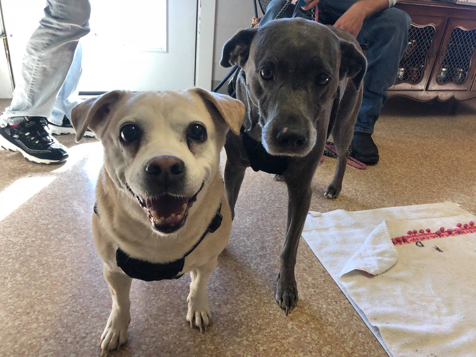 Lakeland Animal Clinic Photo Gallery Flowood, MS