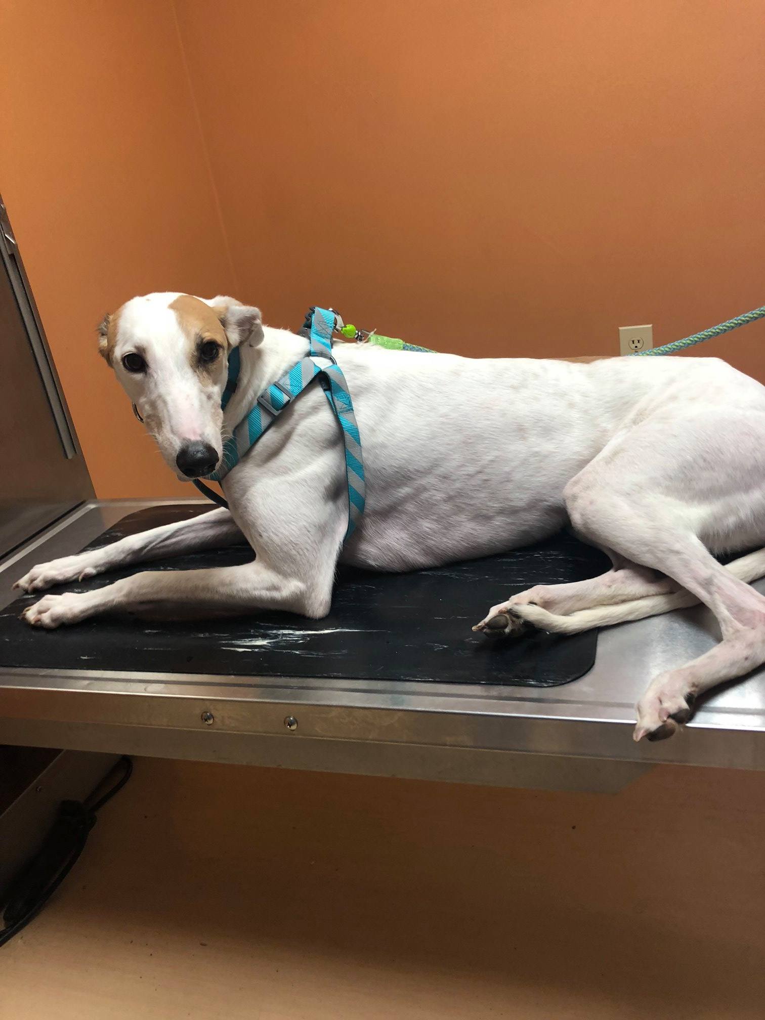 Lakeland Animal Clinic Photo Gallery Flowood, MS