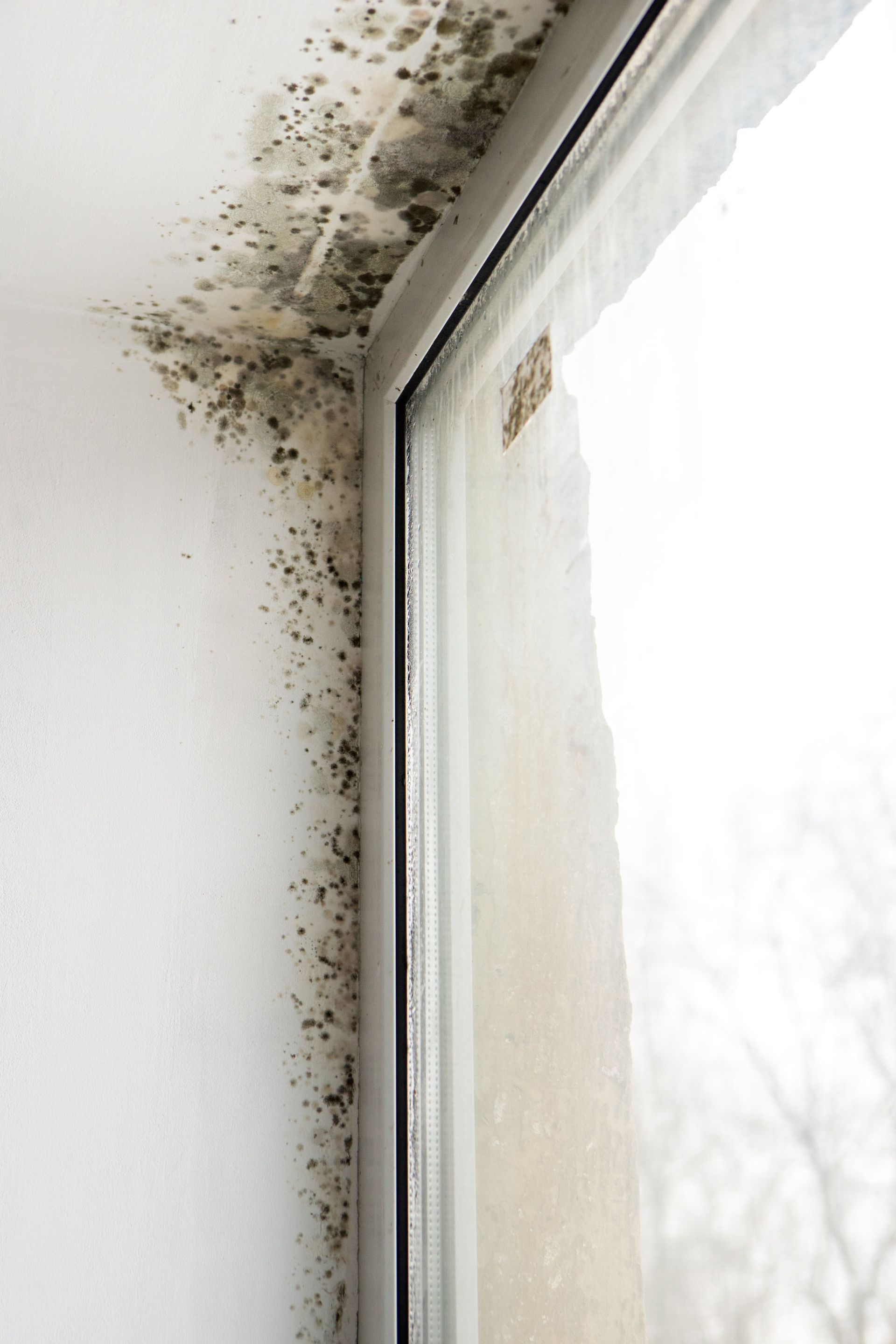 Mold growth around a window frame on a white wall.