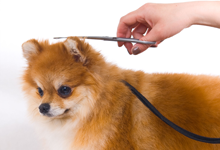 Dog grooming