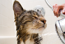 Cat bathing