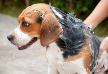 Deep cleaning bath for a dog