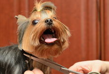 Hair cut for a dog