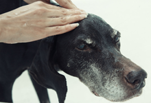 Skin massage for dog