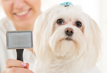 Brushing dog's hair