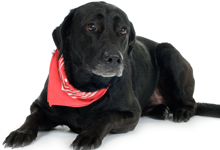 Dog with a bandana