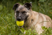 Dog playing with a ball