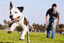 A dog running