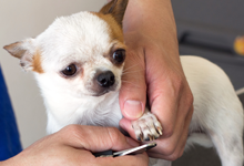 Nail trimming