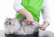 cat grooming