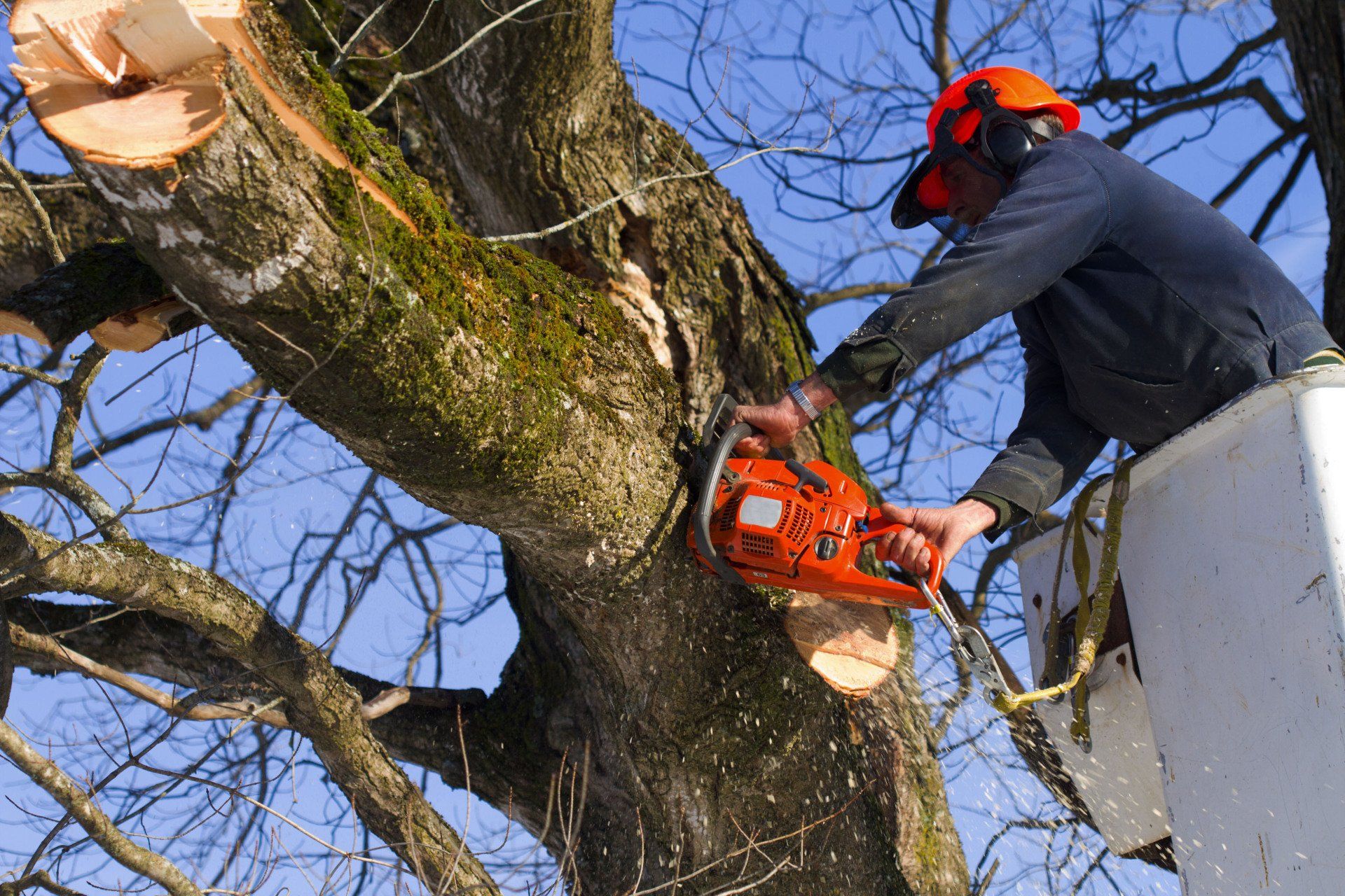 Tree trimming