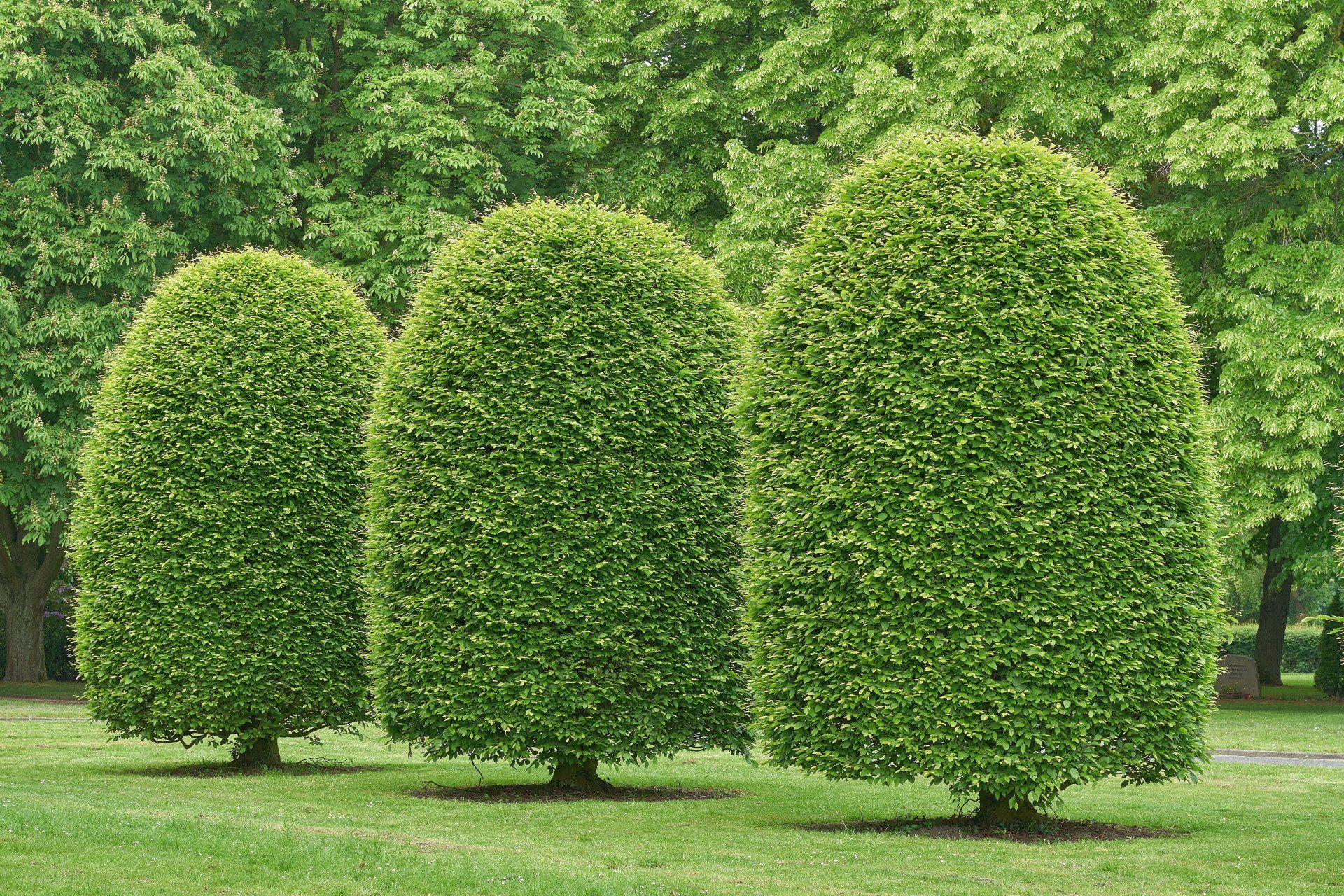 Shrub care