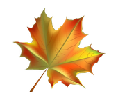 Colorful autumn maple leaf with red, orange, and yellow hues.