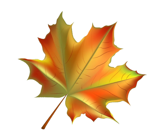 Colorful autumn maple leaf with red, orange, and yellow hues.