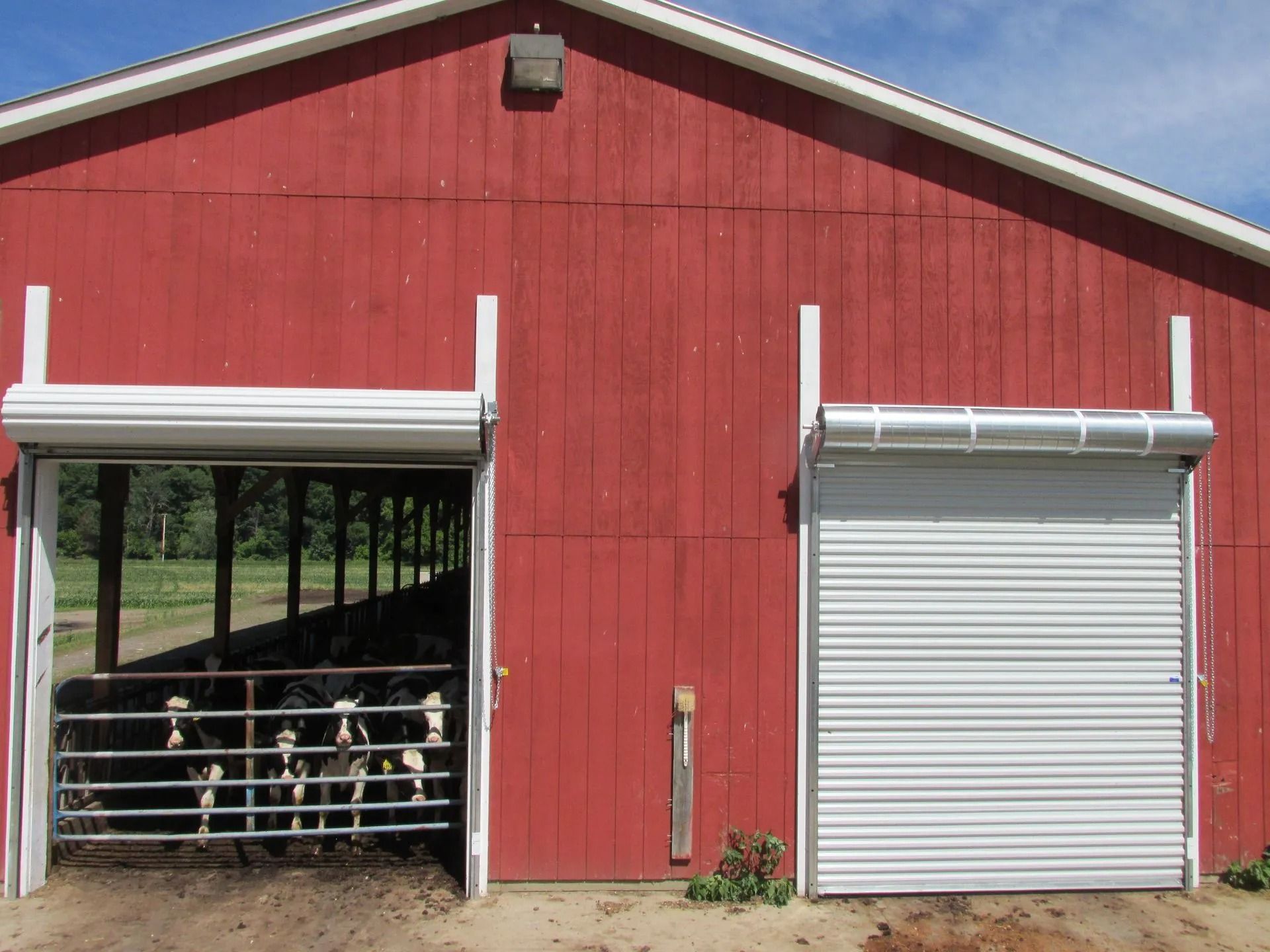 Red barn with open stall showing cows and a closed roll-up door on the right