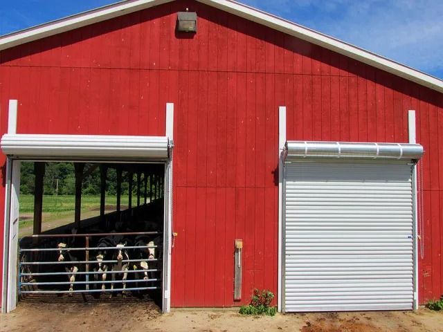 Red barn with one open bay showing cows inside and one closed white roll-up door.
