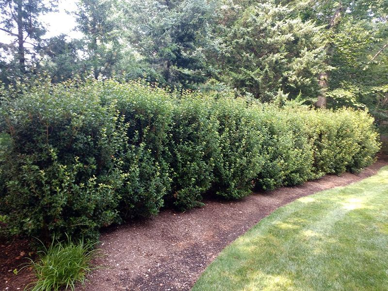 A manicured row of dark green evergreen shrubs borders a mulched garden bed and a green lawn.