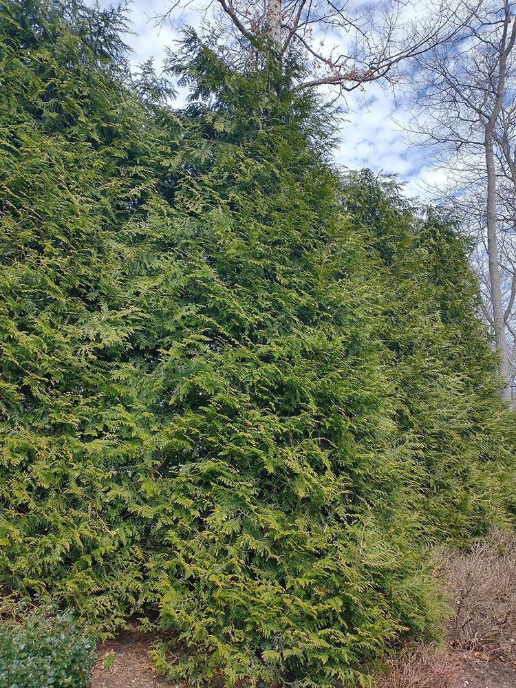 Green conifer hedge against a cloudy blue sky.