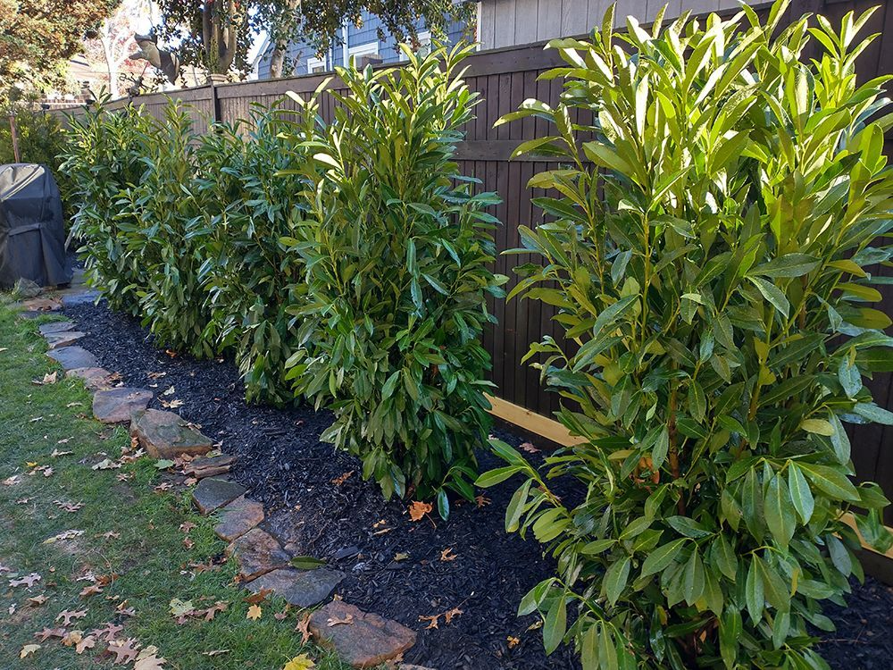 Row of lush green shrubs, possibly cherry laurels, lining a black wooden fence in a yard with dark mulch and stone edging.