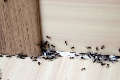 Ant and Bedbug Control