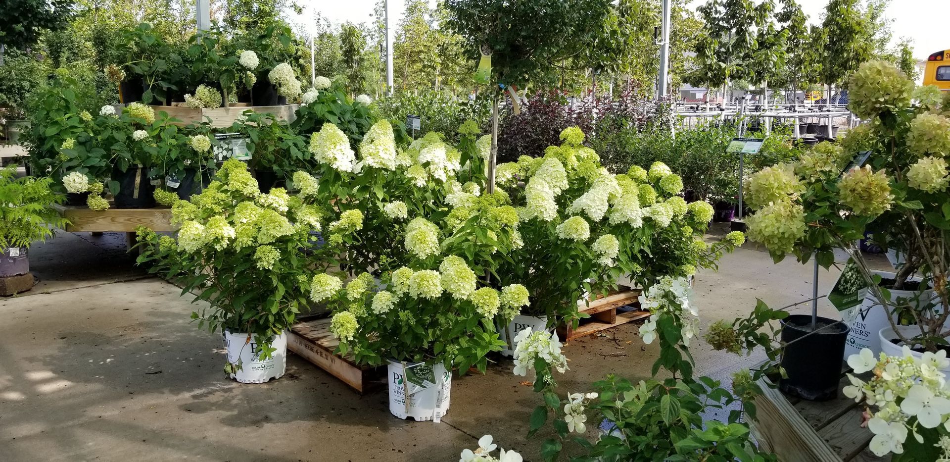 A bunch of potted plants are sitting on a pallet in a garden.