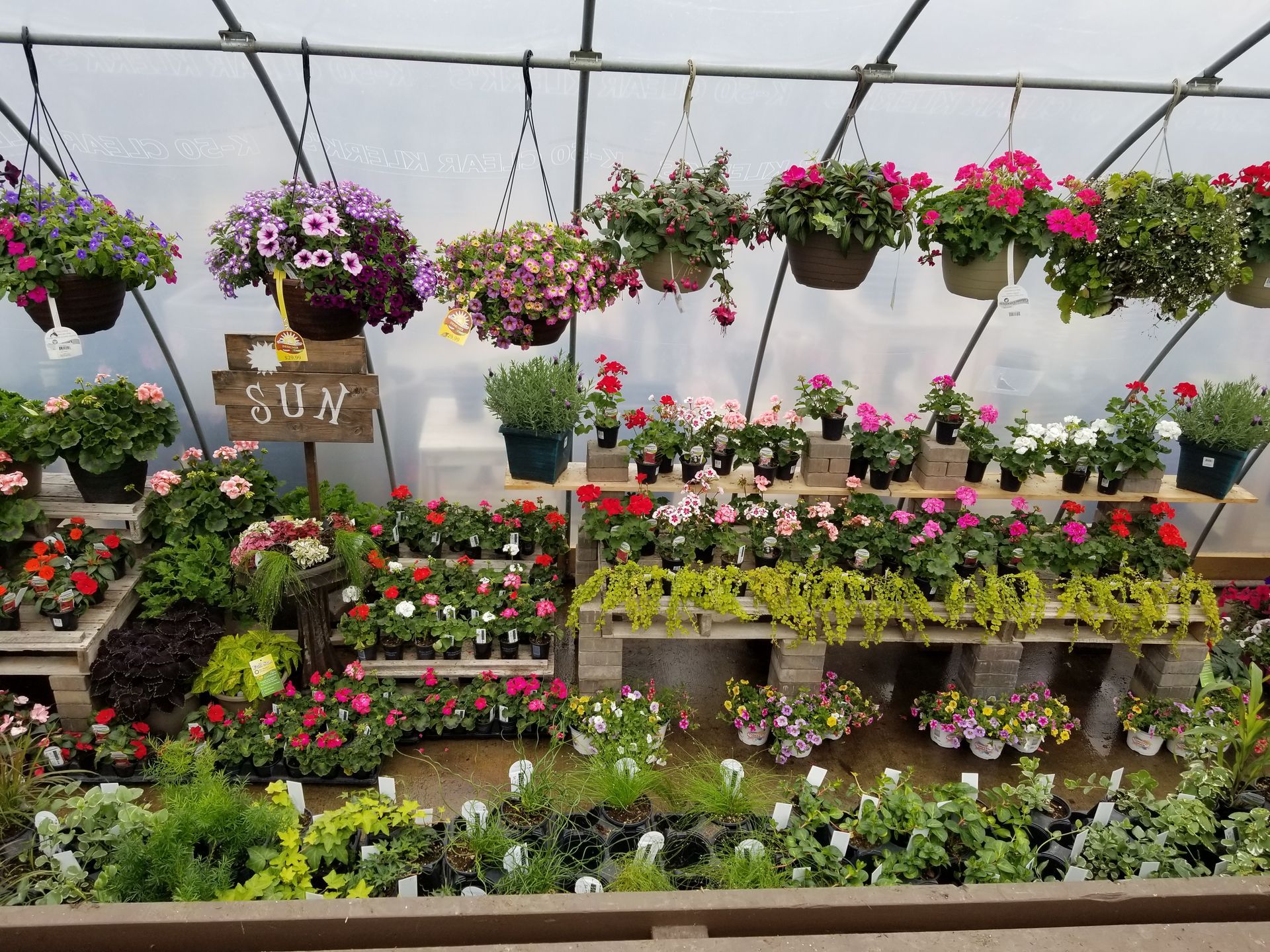 A greenhouse filled with lots of potted plants and hanging baskets of flowers.