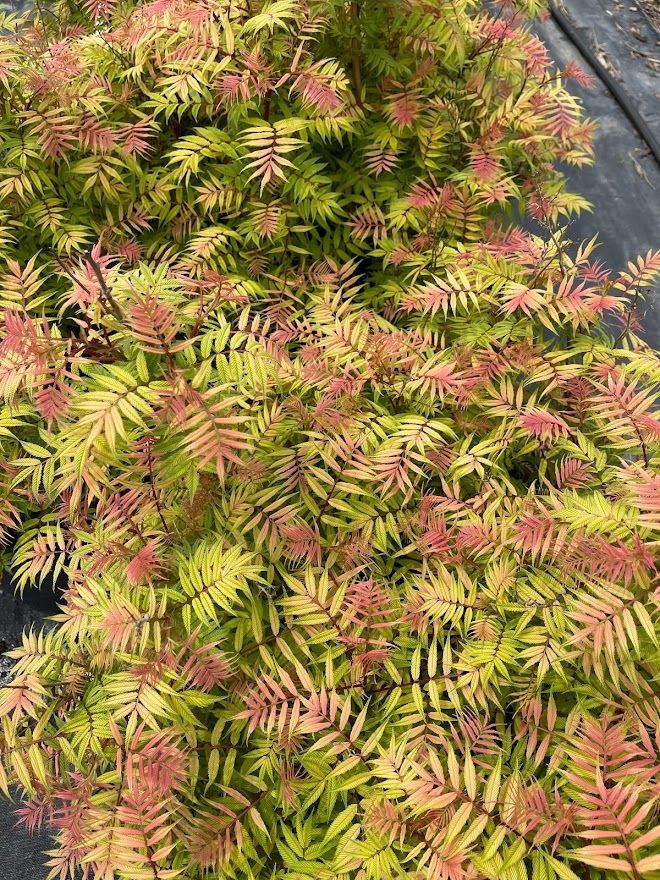 A close up of a plant with green and pink leaves.