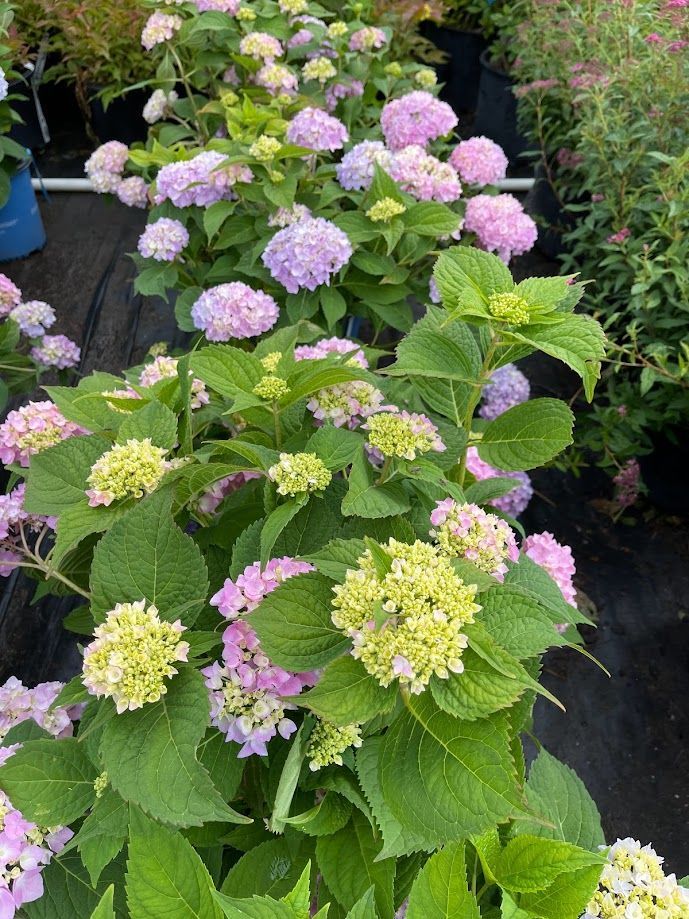 A bunch of pink and yellow flowers are growing on a plant.